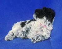 Paisley , a female Poodle - Toy  for sale in Jackson, TN – Photo 2 of 10