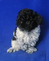 Paisley , a female Poodle - Toy  for sale in Jackson, TN – Photo 8 of 10