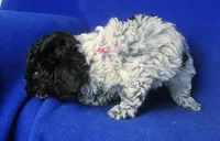Paisley , a female Poodle - Toy  for sale in Jackson, TN – Photo 4 of 10