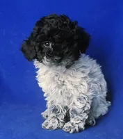 Paisley , a female Poodle - Toy  for sale in Jackson, TN – Photo 6 of 10
