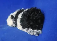 Paisley , a female Poodle - Toy  for sale in Jackson, TN – Photo 9 of 10