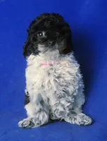 Paisley , a female Poodle - Toy  for sale in Jackson, TN – Photo 5 of 10