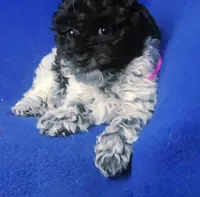 Paisley , a female Poodle - Toy  for sale in Jackson, TN – Photo 7 of 10