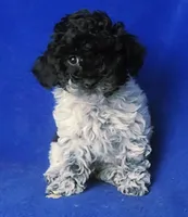 Paisley , a female Poodle - Toy  for sale in Jackson, TN – Photo 1 of 10