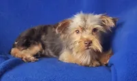 Chocolate Driscoll, a male Yorkshire Terrier for sale in Jackson, TN – 10 of 10