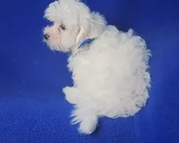 Bowie, a male Maltese for sale in Jackson, TN – 4 of 10