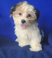 Aria, a female Morkie for sale in Jackson, TN – 8 of 10