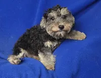 Murphy, a male Yorkipoo for sale in Jackson, TN – 2 of 10