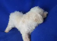 Felix, a male Bichpoo for sale in Jackson, TN – 6 of 10