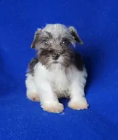 Choco Celine, a female Miniature Schnauzer for sale in Jackson, TN – 9 of 10