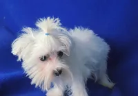 Bentley, a male Maltese for sale in Jackson, TN – 5 of 10