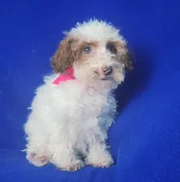 Ellie, a female Poodle - Toy  for sale in Jackson, TN – 5 of 10