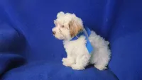 Amara, a female Morkie for sale in Jackson, TN – 10 of 10