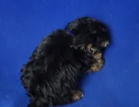 Presley, a male Yorkipoo for sale in Jackson, TN – 3 of 10