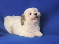 Tallulah , a female Shichon for sale in Jackson, TN – 4 of 10
