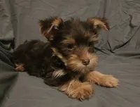 Chocolate Knox, a male Yorkshire Terrier for sale in Jackson, TN – 3 of 10
