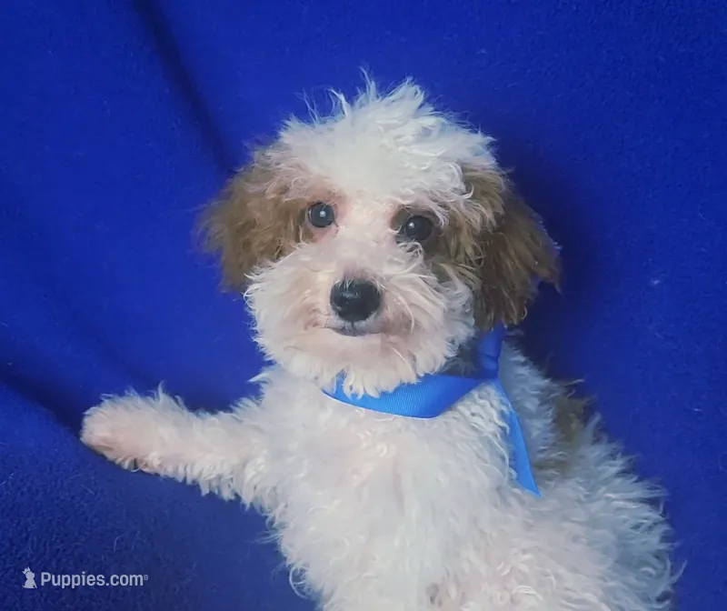 Emmett – Poodle - Toy  puppy for sale in Jackson, TN