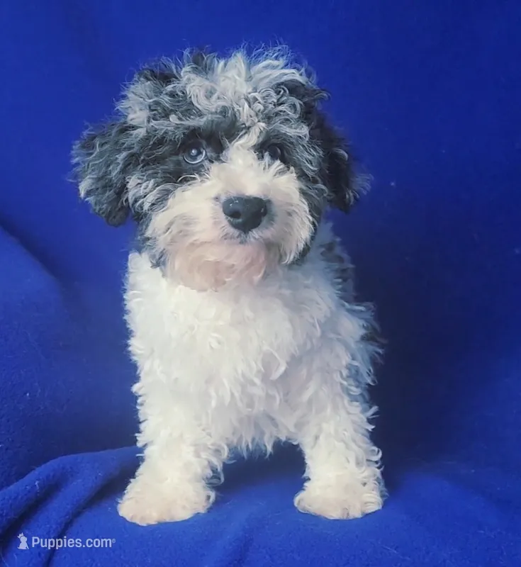 Merle Blue Eye Macklin – Poodle - Toy  puppy for sale in Jackson, TN
