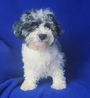 Merle Blue Eye Macklin, a male Poodle - Toy  for sale in Jackson, TN – 3 of 10