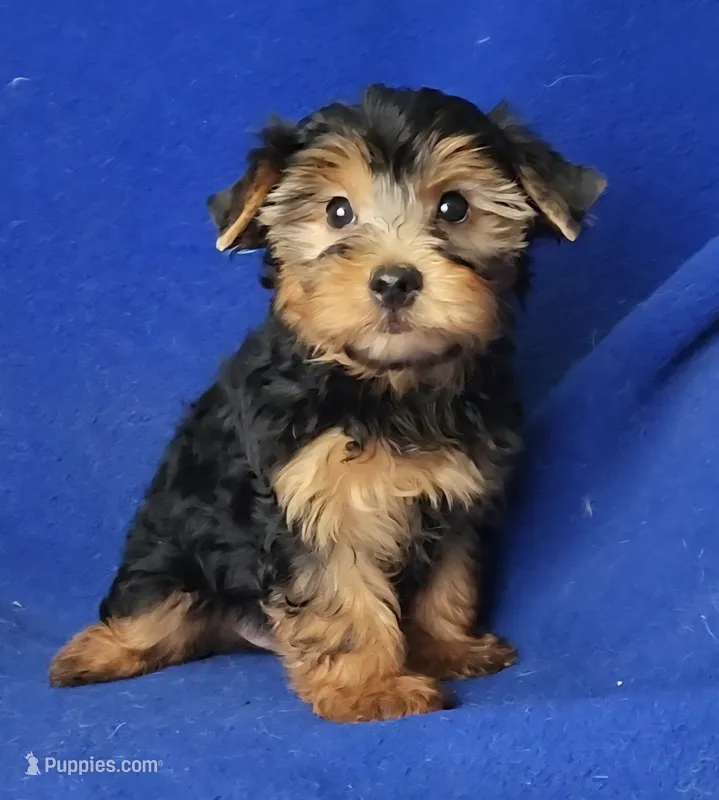 Gregory – Yorkshire Terrier puppy for sale in Jackson, TN