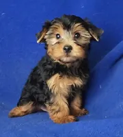 Gregory, a male Yorkshire Terrier for sale in Jackson, TN – 1 of 10