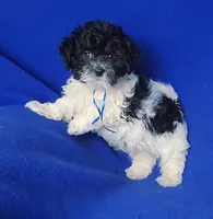 Vinny, a male Maltipoo for sale in Jackson, TN – Photo 10 of 10