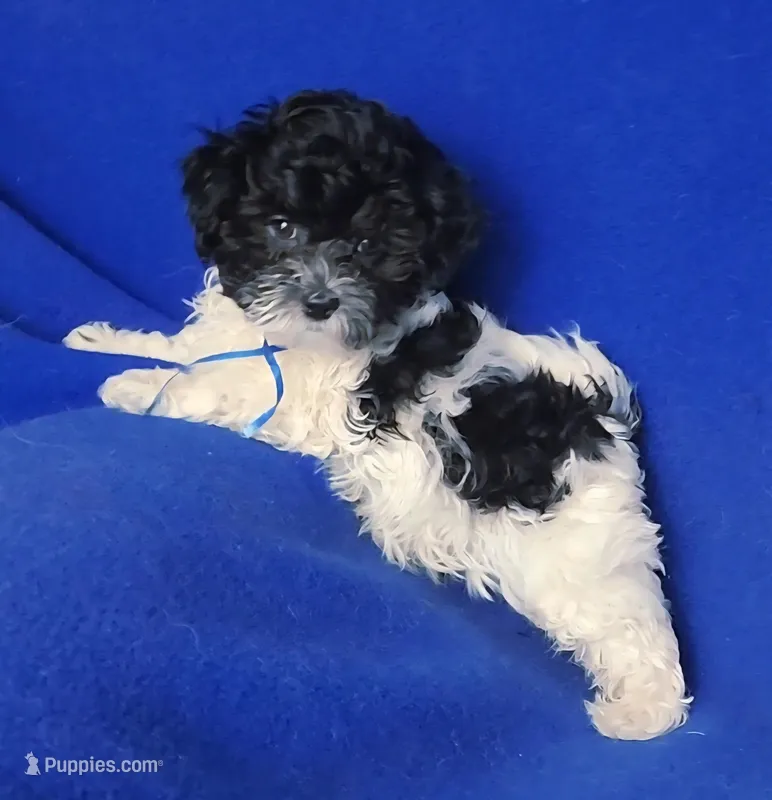Vinny – Maltipoo puppy for sale in Jackson, TN