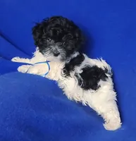 Vinny, a male Maltipoo for sale in Jackson, TN – Photo 1 of 10
