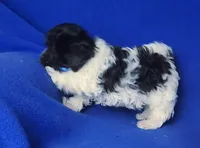 Vinny, a male Maltipoo for sale in Jackson, TN – Photo 9 of 10