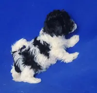 Vinny, a male Maltipoo for sale in Jackson, TN – Photo 6 of 10