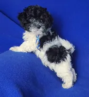 Vinny, a male Maltipoo for sale in Jackson, TN – Photo 4 of 10