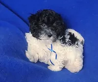 Vinny, a male Maltipoo for sale in Jackson, TN – Photo 8 of 10