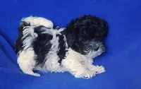 Vinny, a male Maltipoo for sale in Jackson, TN – Photo 3 of 10