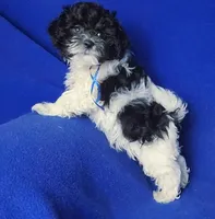 Vinny, a male Maltipoo for sale in Jackson, TN – Photo 5 of 10