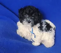 Vinny, a male Maltipoo for sale in Jackson, TN – Photo 7 of 10