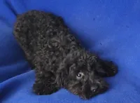 Griffin , a male Schnoodle for sale in Jackson, TN – 2 of 10