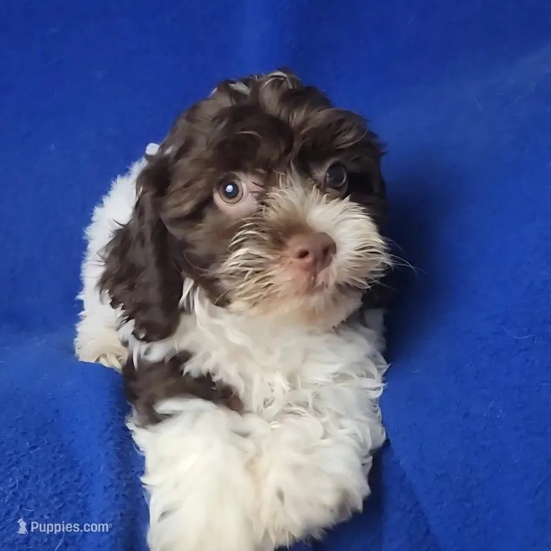 Clover – Cockapoo puppy for sale in Jackson, TN