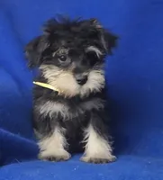 Gregory , a male Schnoodle for sale in Jackson, TN – 5 of 10