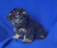 Gavin, a male Schnoodle for sale in Jackson, TN – 4 of 10
