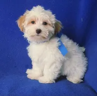 *FLASH SALE* Amara, a female Morkie for sale in Jackson, TN – 1 of 10