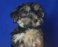Teo, a male Morkie for sale in Jackson, TN – 7 of 10