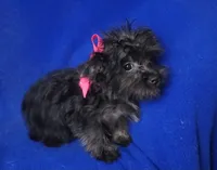 Lyla , a female Yorkipoo for sale in Jackson, TN – 5 of 10