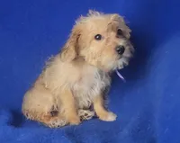 Olive, a female Yorkipoo for sale in Jackson, TN – 10 of 10