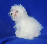 *FLASH SALE* Bowie, a male Maltese for sale in Jackson, TN – 10 of 10