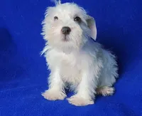 Choco Merle Claira, a female Miniature Schnauzer for sale in Jackson, TN – 8 of 9
