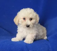 Finn, a male Bichpoo for sale in Jackson, TN – 10 of 10