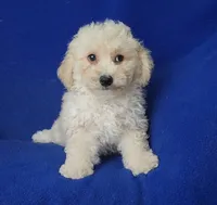 Frankie, a male Bichpoo for sale in Jackson, TN – 6 of 10