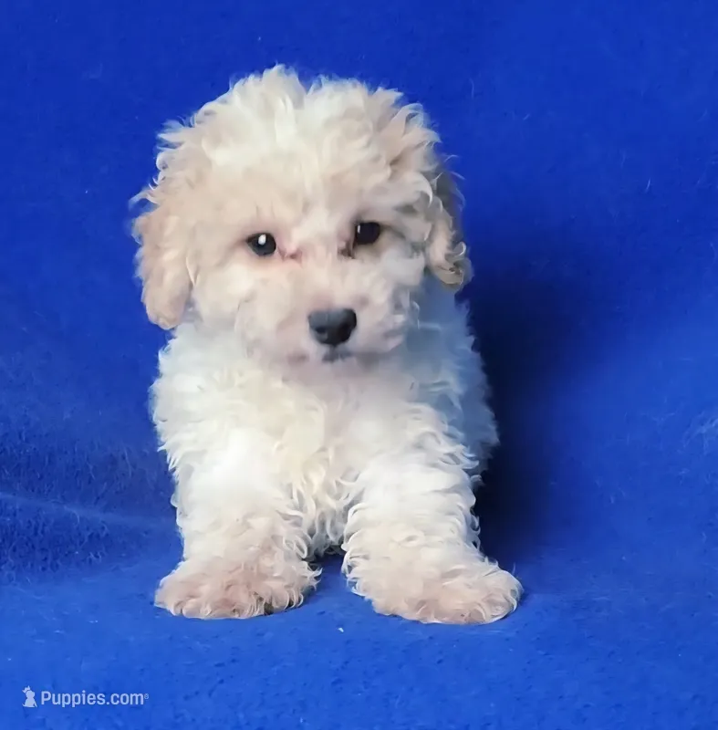 Saylor – Poodle - Toy  puppy for sale in Jackson, TN