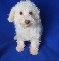 Felix, a male Bichpoo for sale in Jackson, TN – 10 of 10