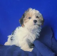 Spencer, a male Shichon for sale in Jackson, TN – 4 of 10